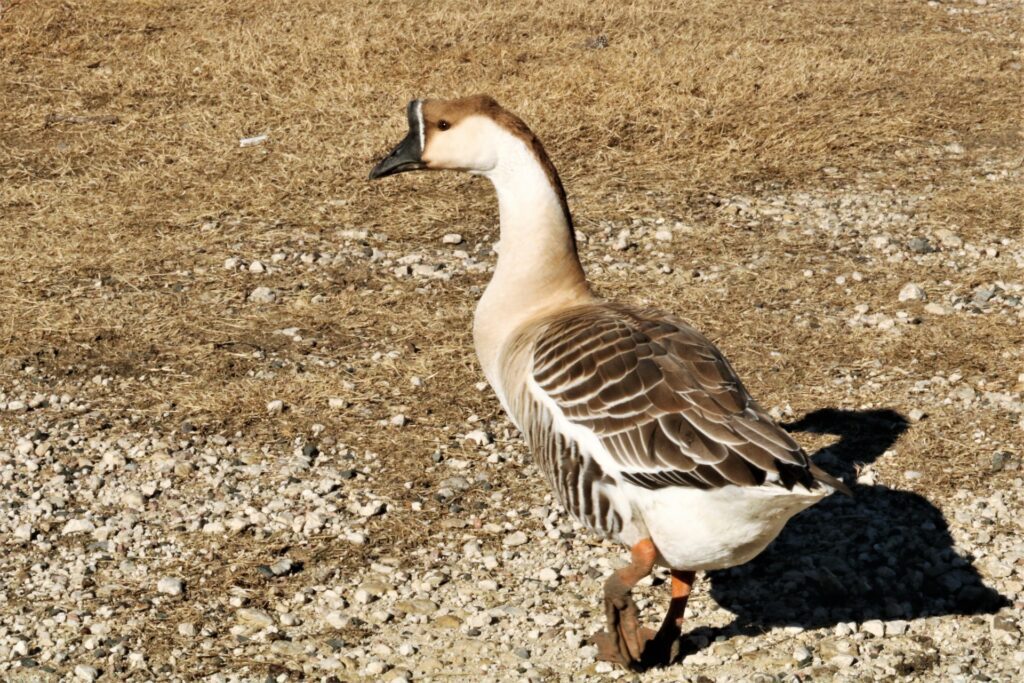 The Top 9 Goose Breeds For A Homestead 16 Chinese geese, raising geese, types of geese for a homestead, homestead geese