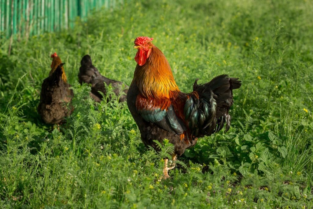 Chickens on traditional free range poultry farm, free range vs. Pasture raised chickens, free range chickens, pasture raised chickens, raising chickens