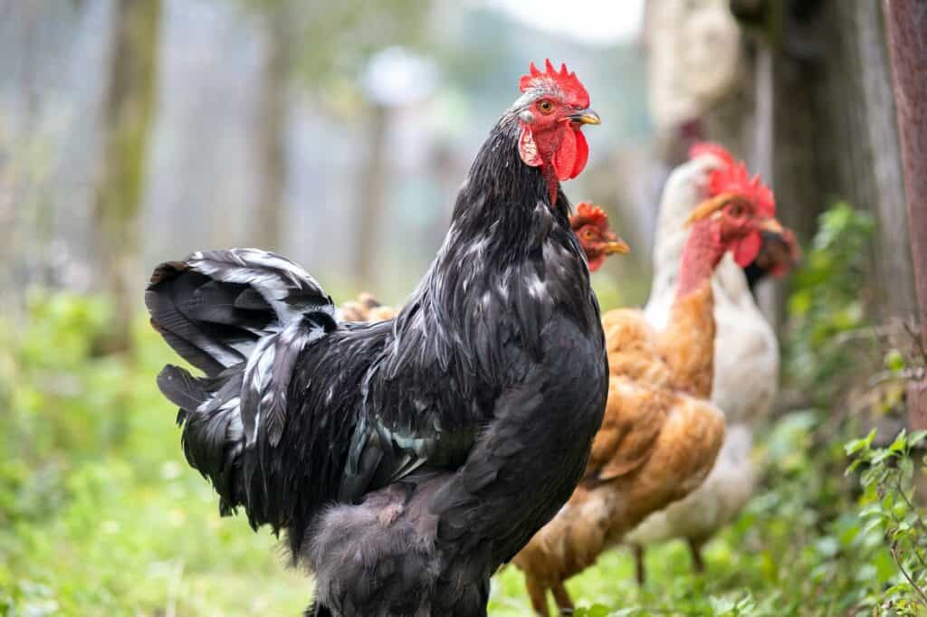 Closeup of domestic chicken feeding on traditional rural barnyard. What do pasture raised chickens eat, pasture raised chickens, raising chickens