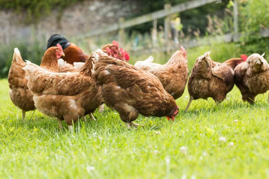 Free range chickens on a lawn pecking the ground free range vs. Pasture raised chickens, free range chickens, pasture raised chickens, raising chickens