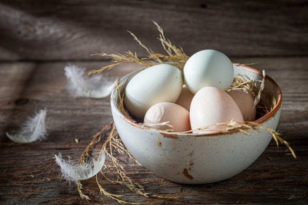 Free range eggs with hen feathers. Eggs from free range. Free range vs. Pasture raised chickens, free range chickens, pasture raised chickens, raising chickens
