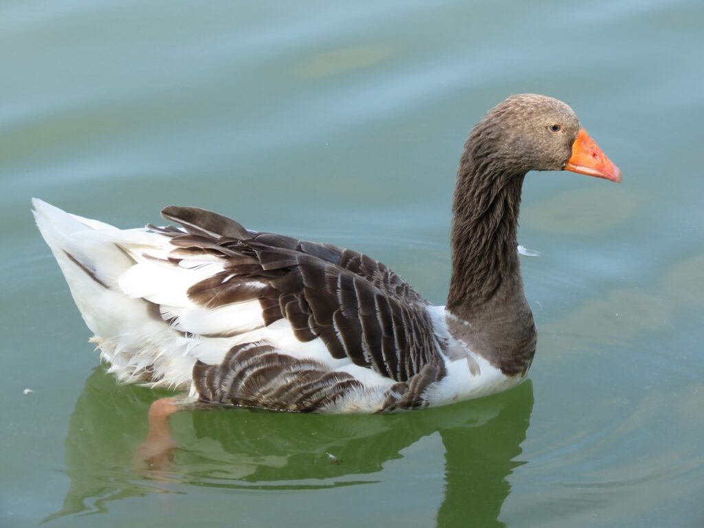 The Top 9 Goose Breeds For A Homestead 13 Types of geese to consider for your homestead, raising geese, homestead geese french toulouse geese