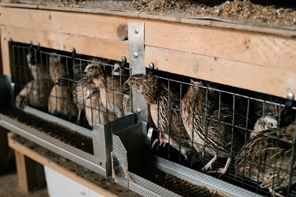 Can You Raise Quail With Chickens: A Comprehensive Guide 2 Can you raise quail with chickens, quail breeding cage