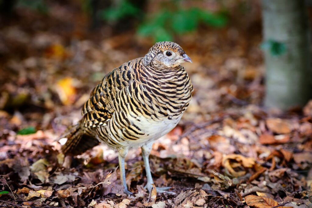 Can You Raise Quail With Chickens: A Comprehensive Guide 1 Quail. Common quail in the autumn forest can you raise quail with chickens