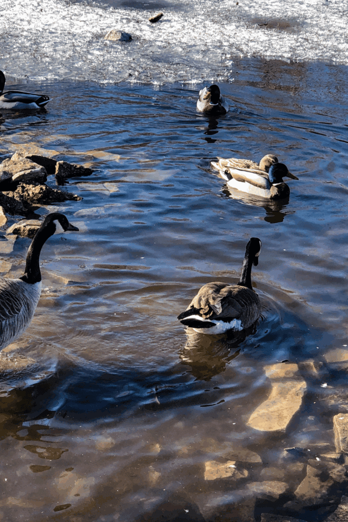 Can you raise ducks and geese together