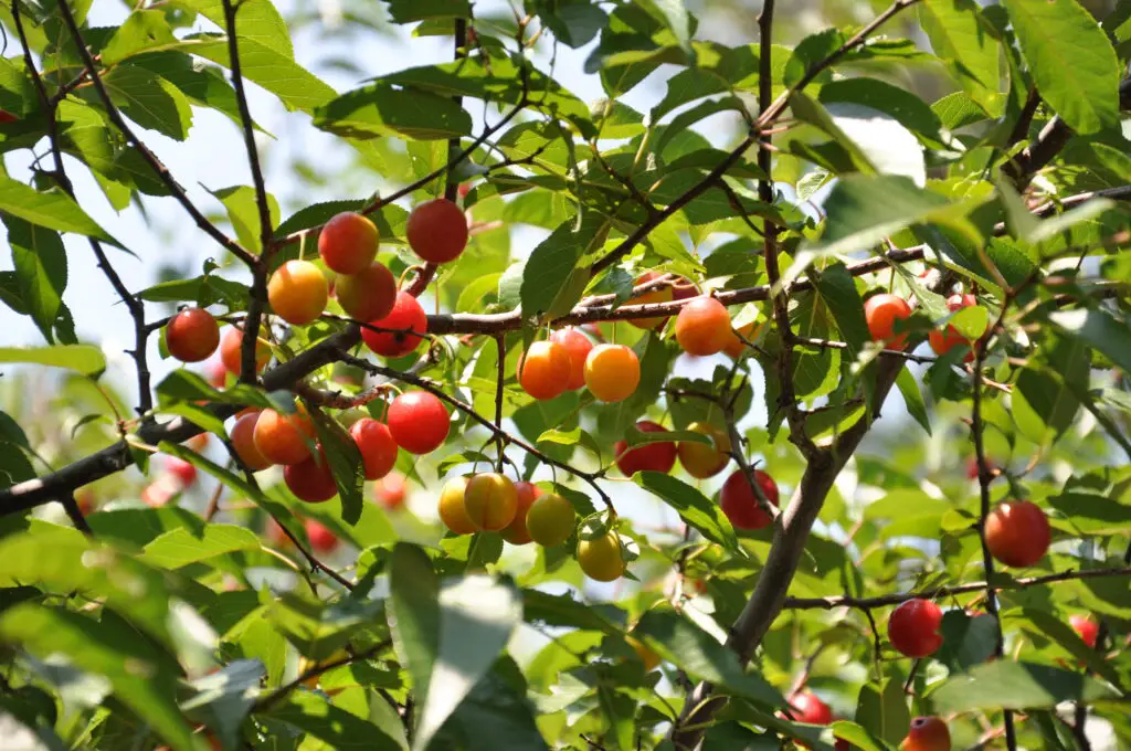 Sand plums