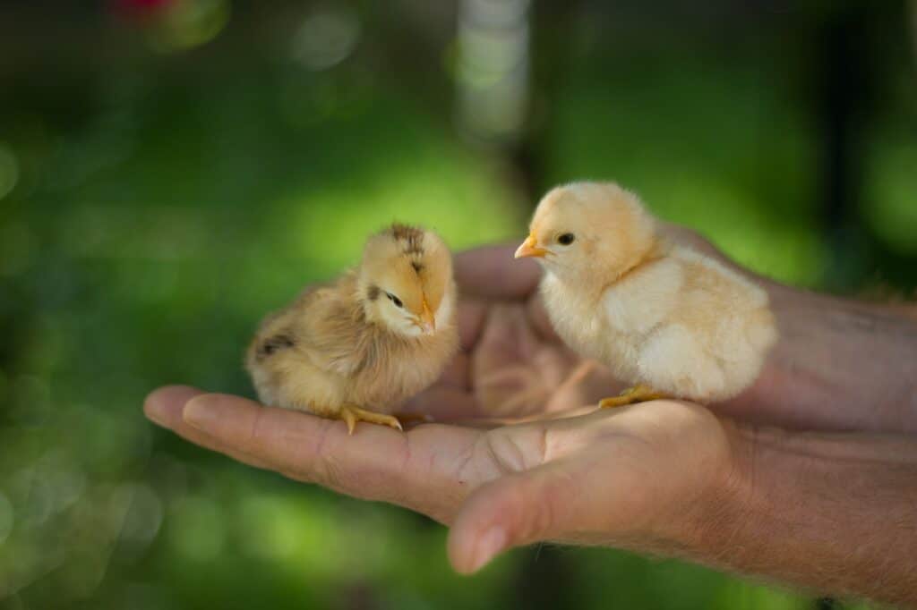 Two baby chicks on man's hands