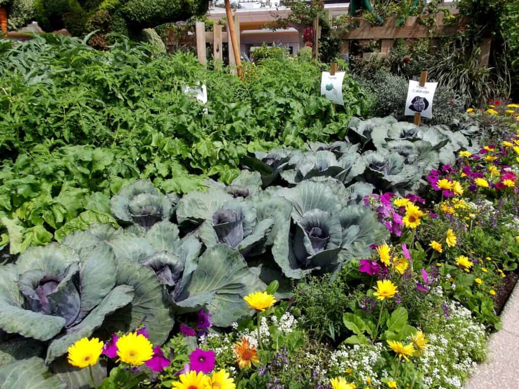 Vegetable garden