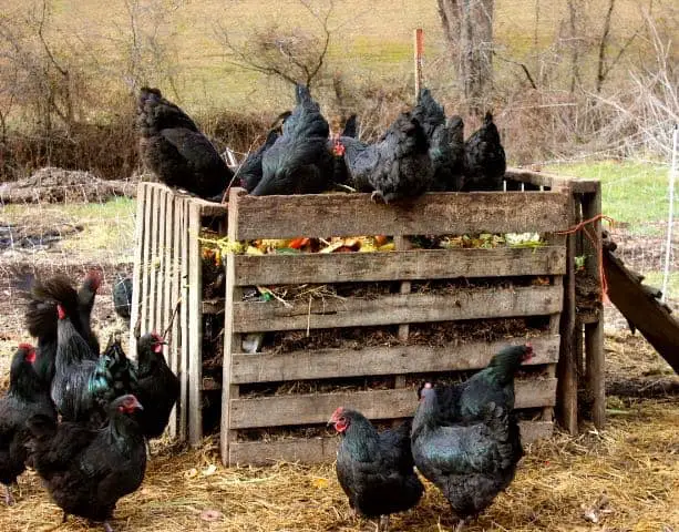 Composting with chickens