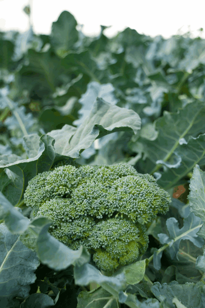 Cool weather crops
