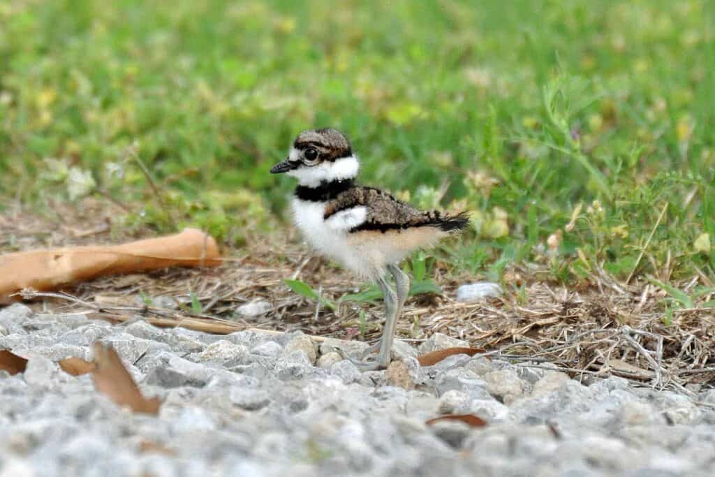 Killdeer