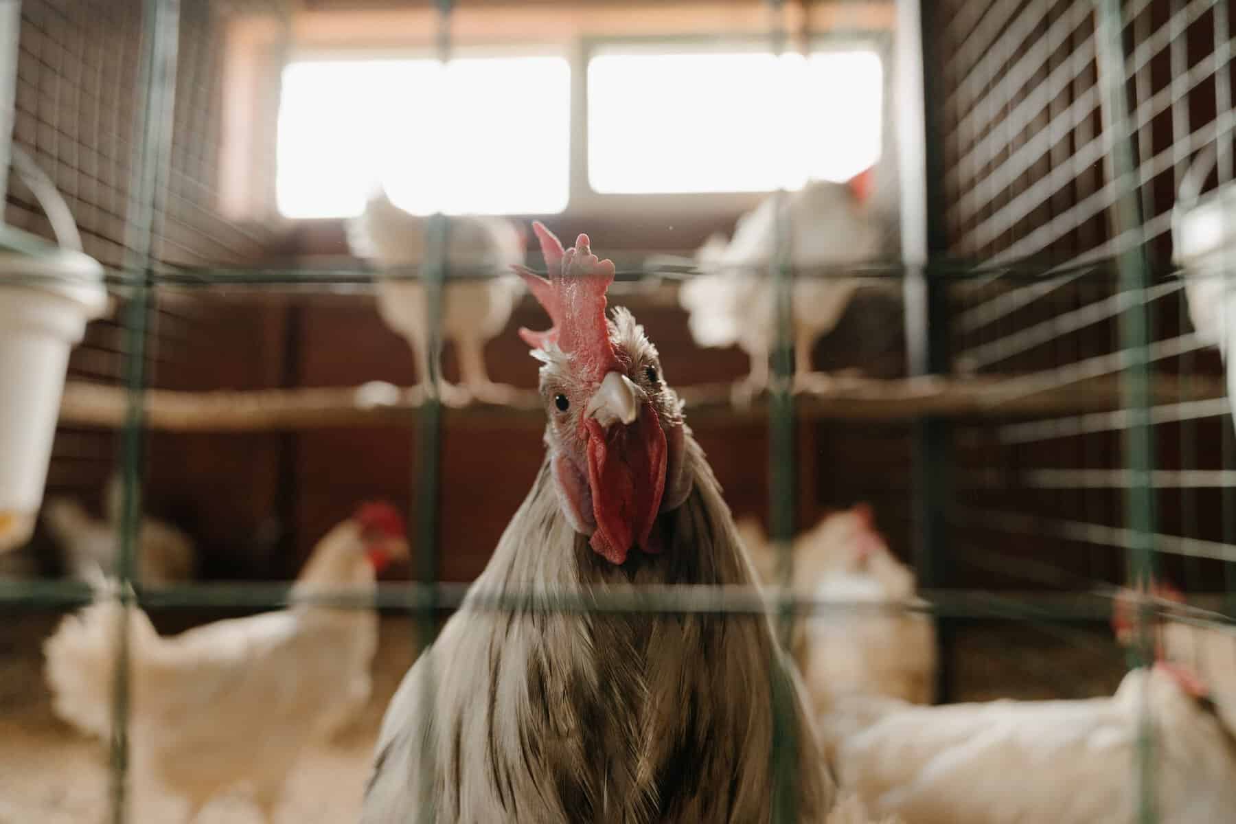 White and brown rooster in cage how big of a chicken coop do i need?