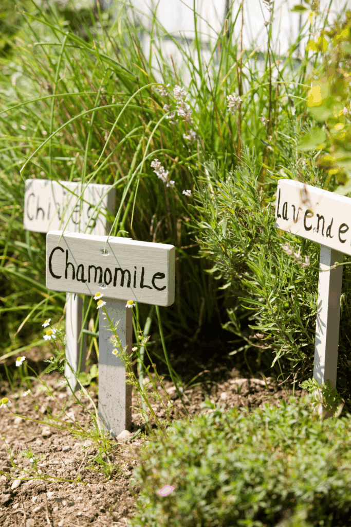 Herbs for beginners