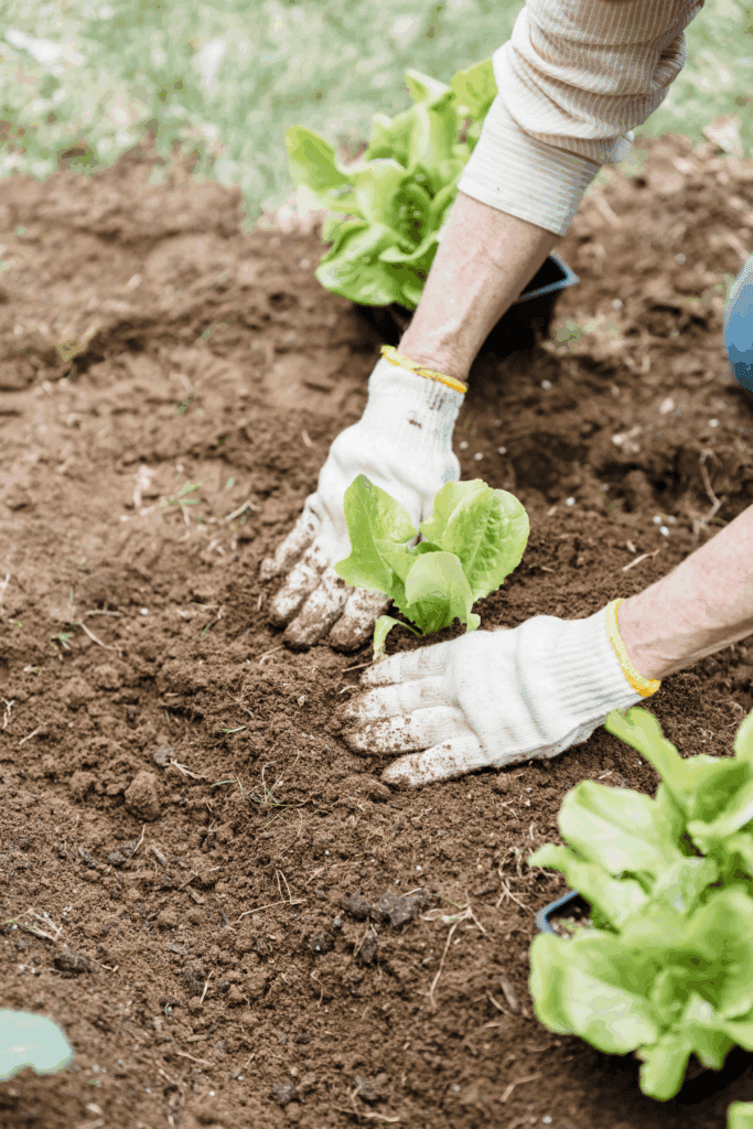Starting a garden