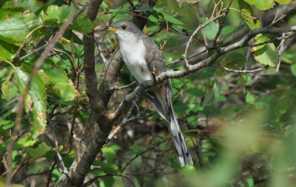 Yellow-billed cuckoo