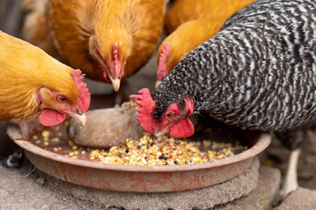Chickens eating homemade chicken feed
