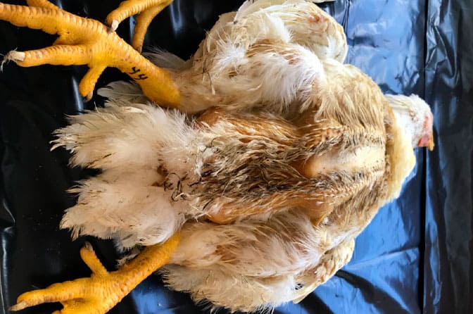 Common Chicken Diseases: A Comprehensive Guide - The Waddle and Cluck