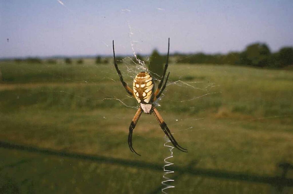 Orb Weavers, Widows, And Wolves: Getting To Know Your Local Spiders 1 Black & yellow argiope