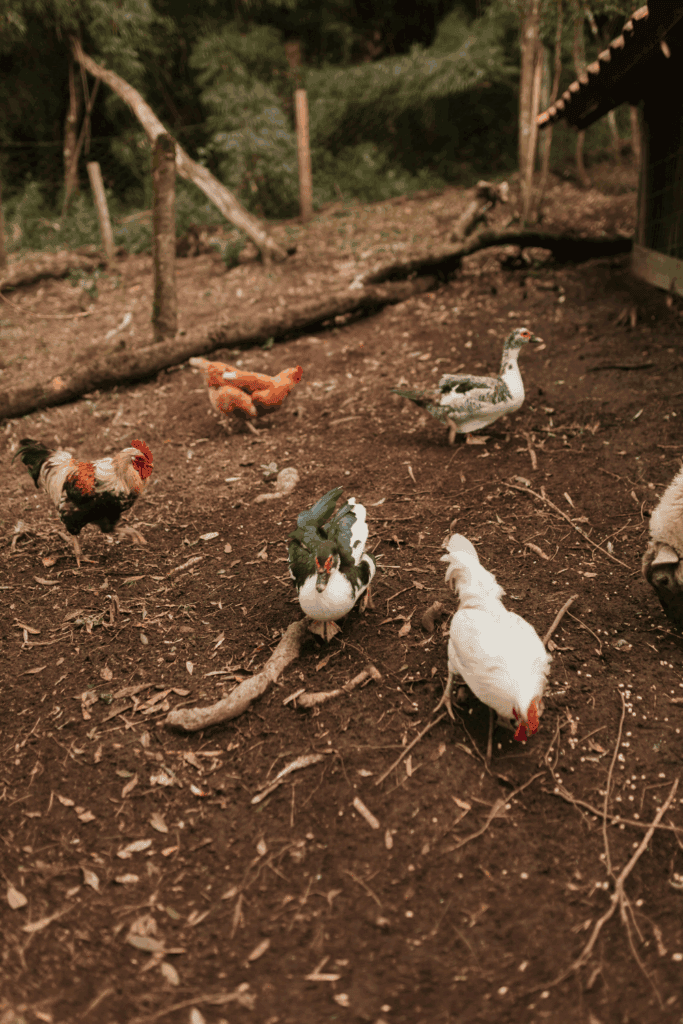 Can chickens and ducks eat the same thing