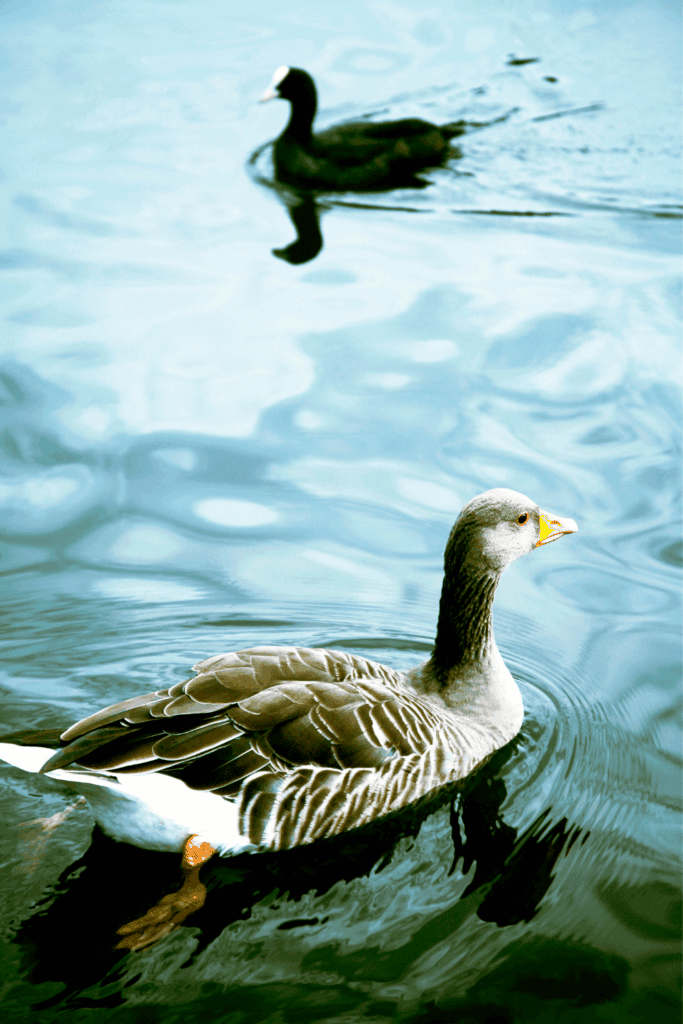Do ducks need a pond