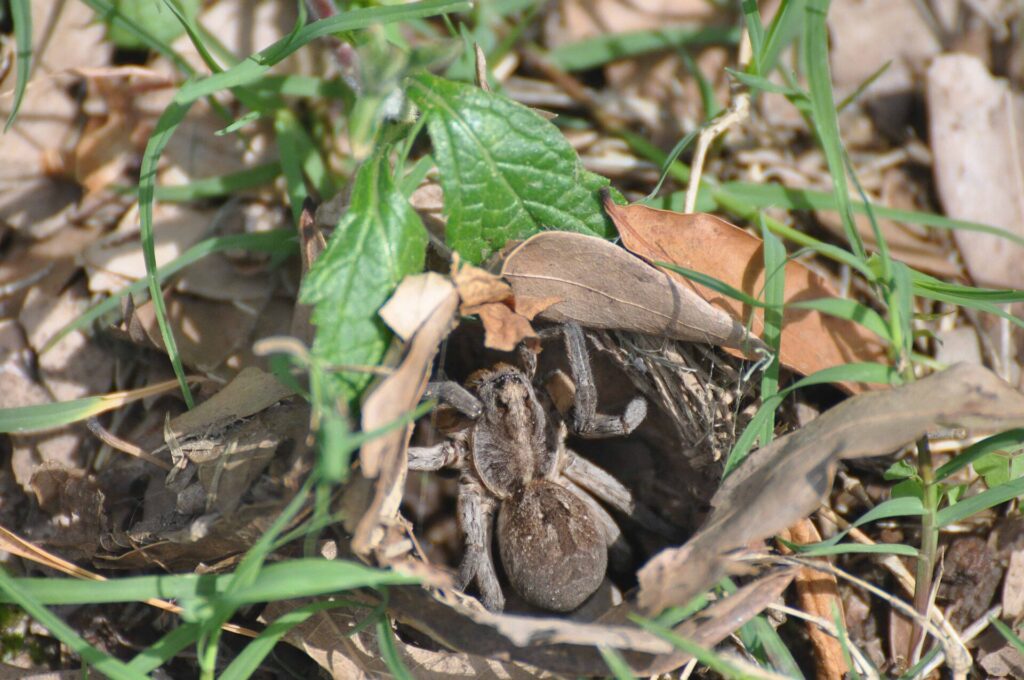 Orb Weavers, Widows, And Wolves: Getting To Know Your Local Spiders 8 Wolf spider