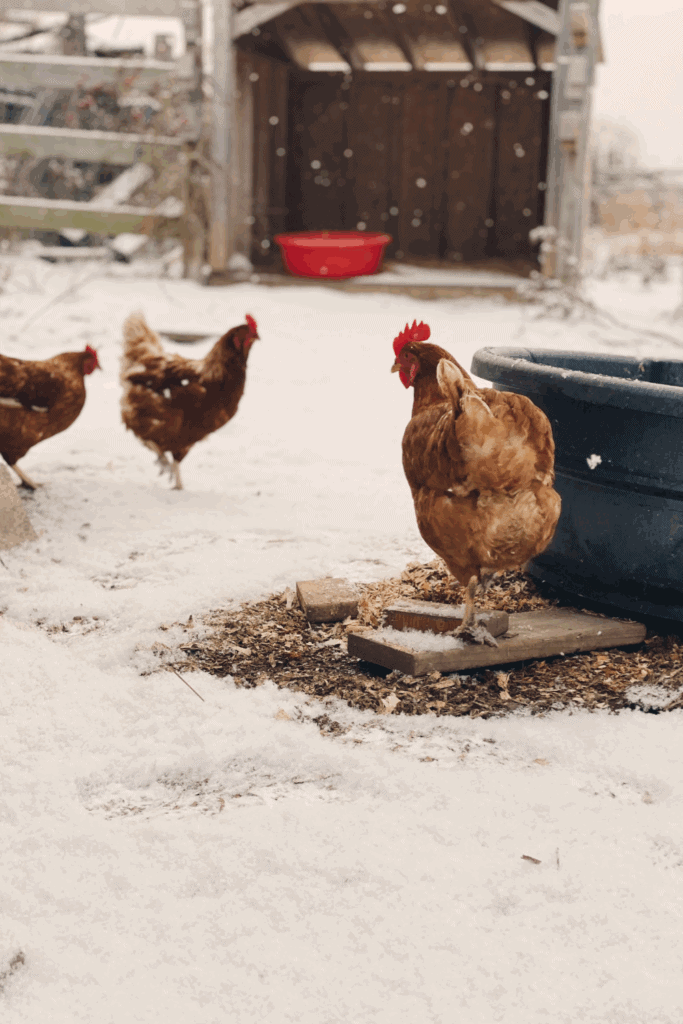 Caring for livestock in winter weather