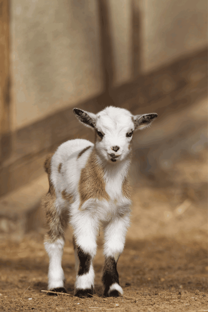 Goat care essentials