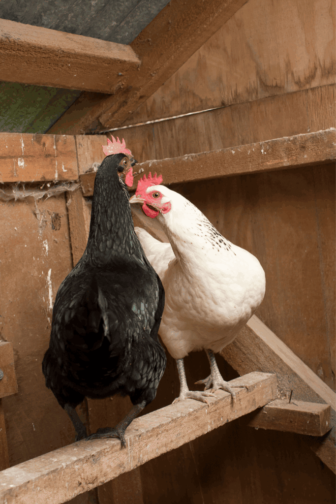 How long do chickens live