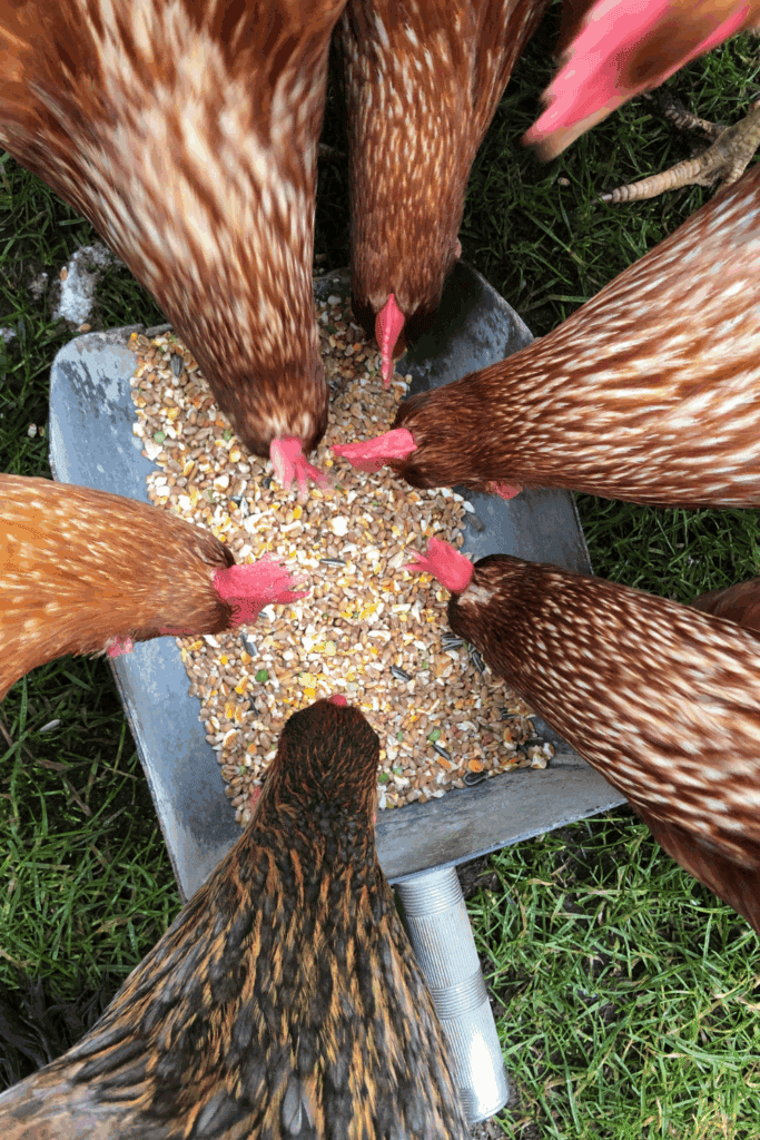 How much food do chickens need