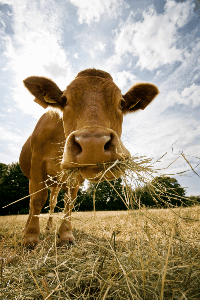 Sustainable livestock management