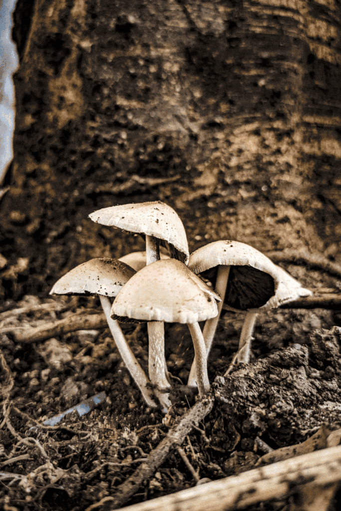Foraging for wild edibles