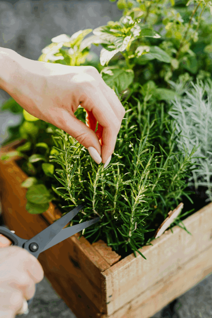 Indoor herb gardening