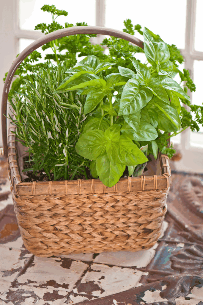 Indoor herb gardening