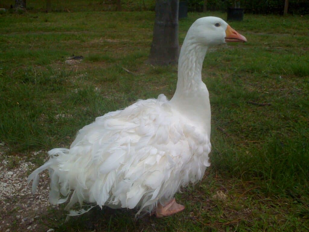 Can You Raise Geese In Your Backyard? 4 White sebastopol goose