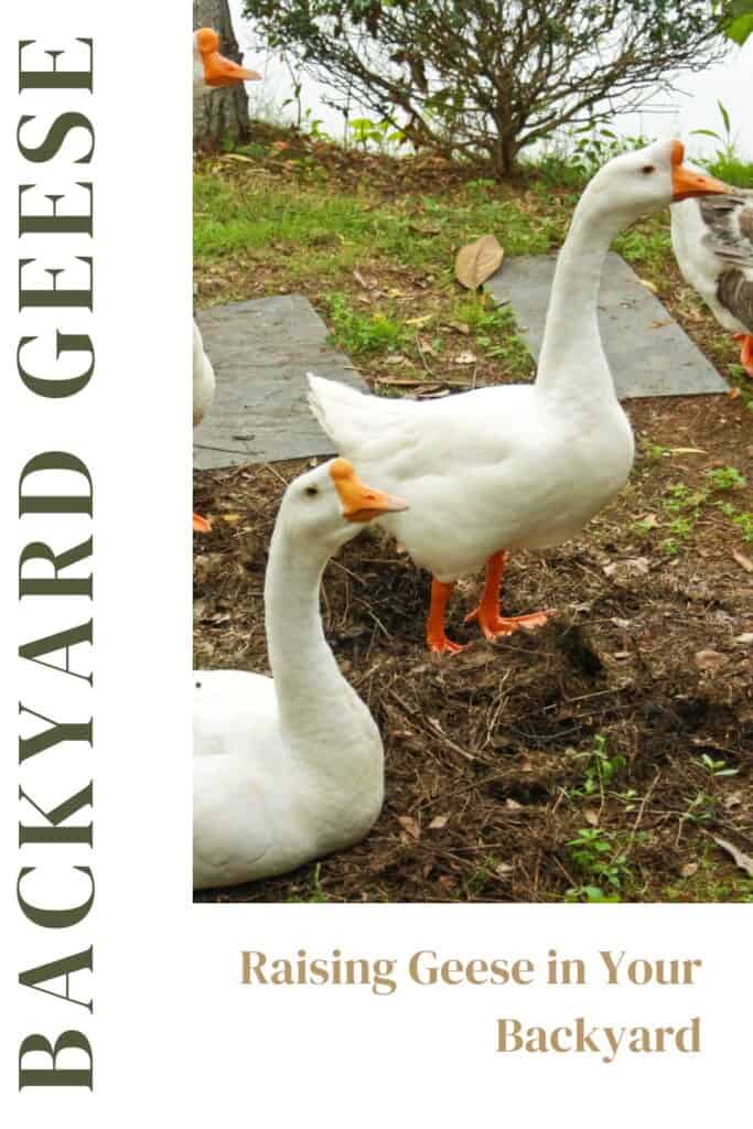 Can You Raise Geese In Your Backyard? 1 Can you raise geese in your backyard? Raising geese in your backyard.
