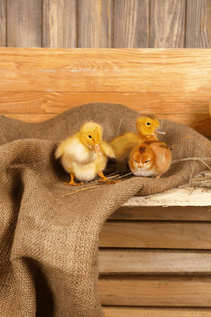Housing baby chicks and ducks
