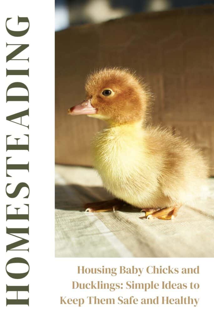 Housing baby chicks and ducklings: simple ideas to keep them safe and healthy
