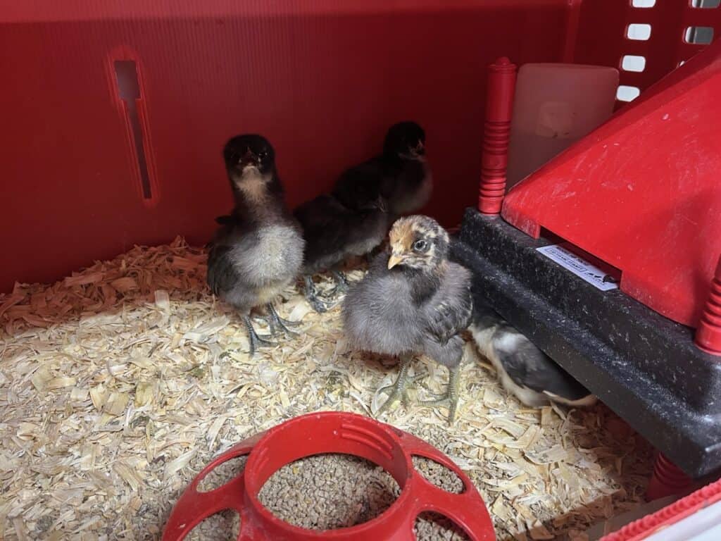 Housing baby chicks and ducklings
