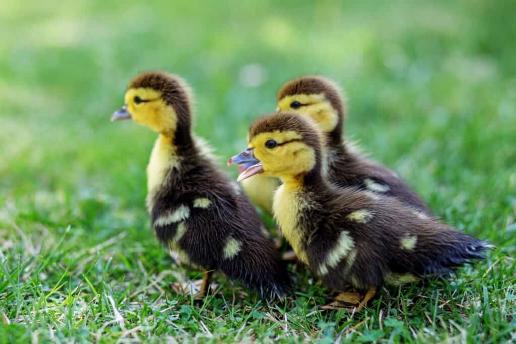 Housing baby chicks and ducklings