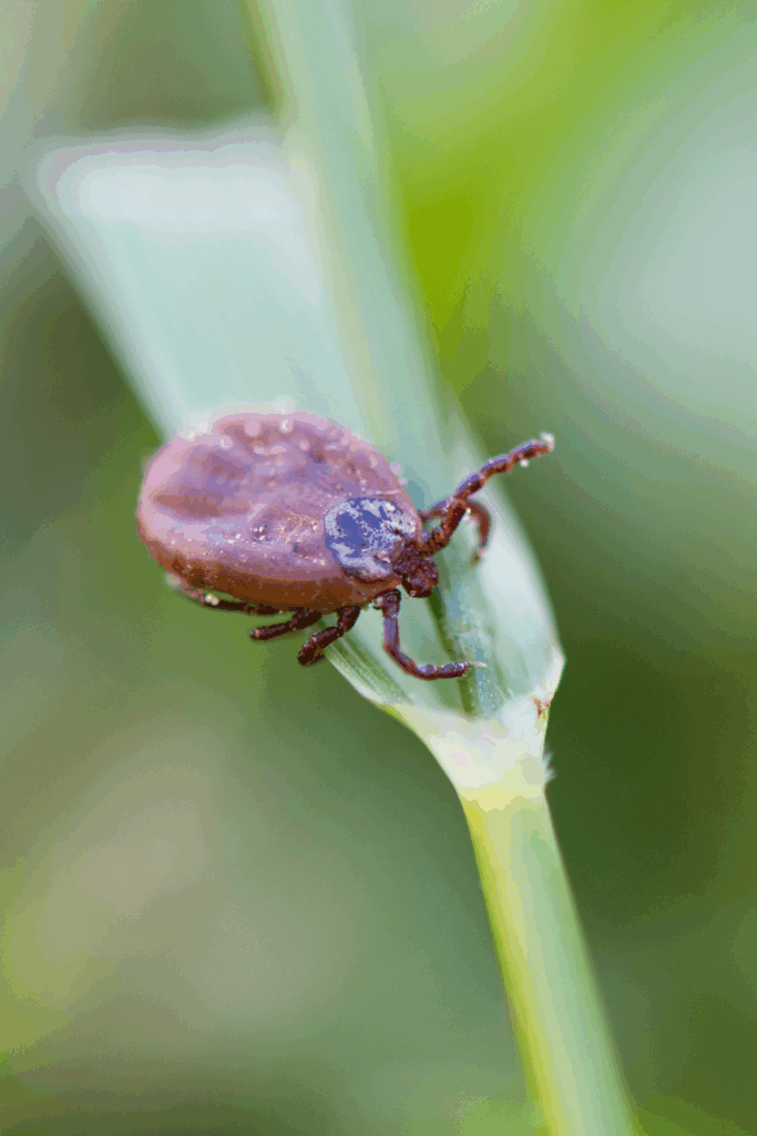 Tick repellent for humans