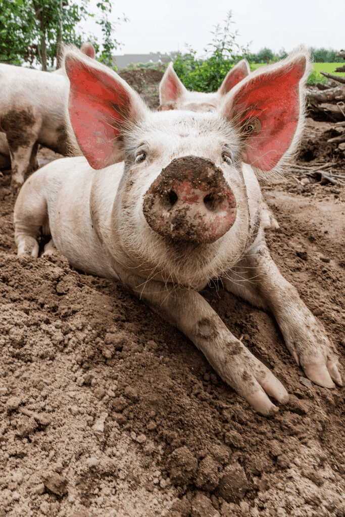 Keeping livestock cool