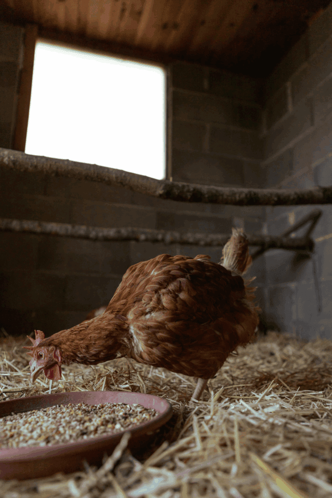 Keeping your chicken coop clean