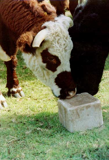 Diy Mineral Licks For Livestock 1 Diy mineral licks for livestock