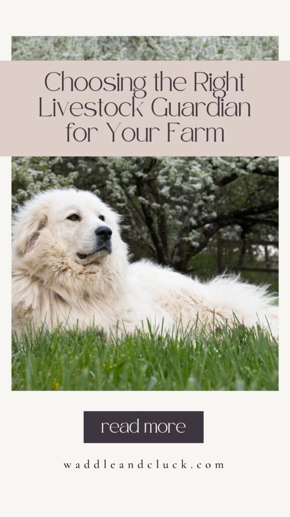 Buying and caring for livestock guardians
