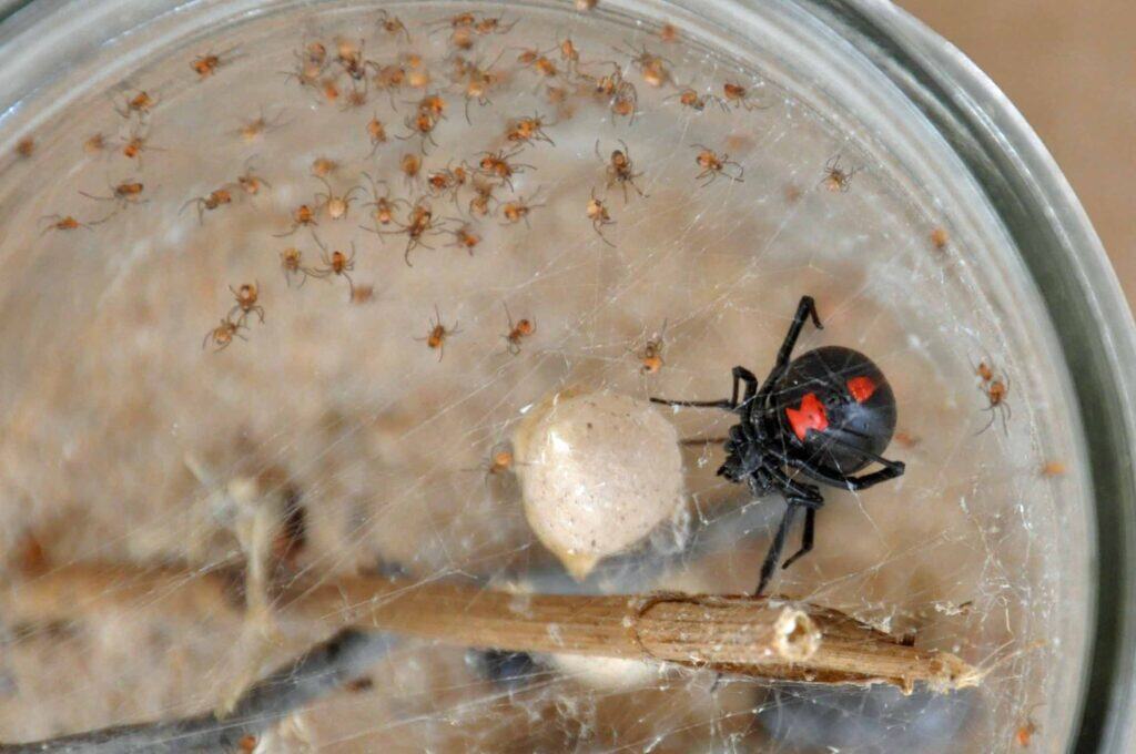 North America'S Common Spiders: Orb Weavers, Brown Recluses, Black Widows, And More 3 Black widow spider with egg sac & babies
