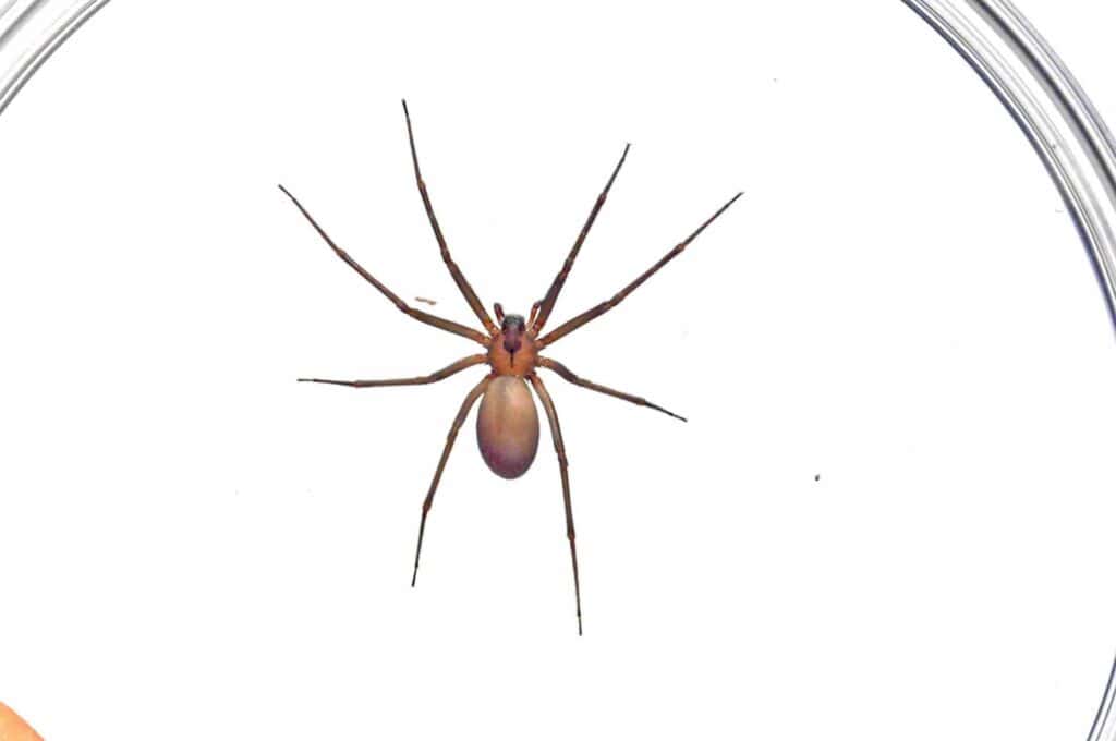 North America'S Common Spiders: Orb Weavers, Brown Recluses, Black Widows, And More 2 Brown recluse spider