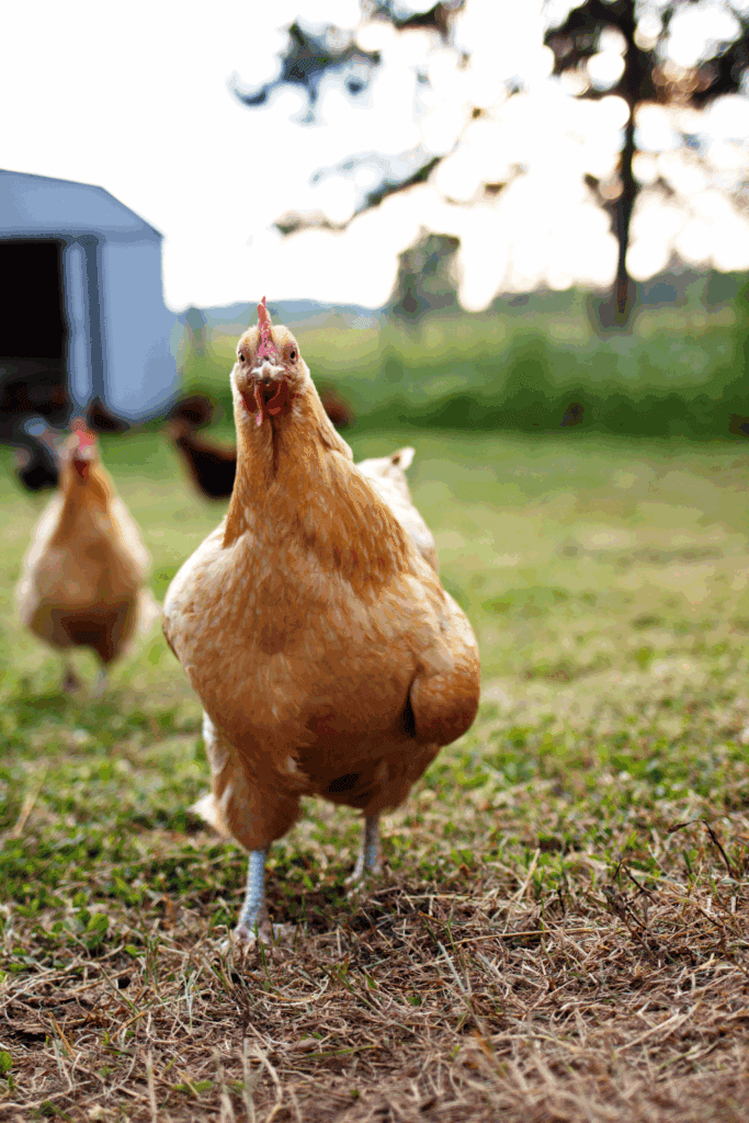 Starting your backyard flock