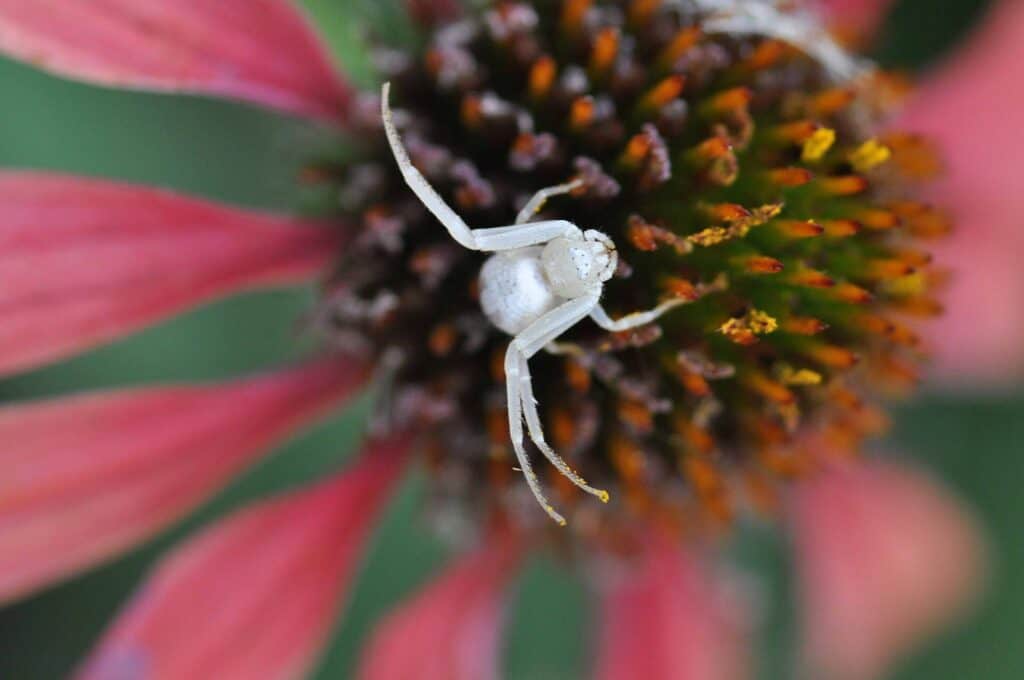 North America'S Common Spiders: Orb Weavers, Brown Recluses, Black Widows, And More 4 Crab spider on coneflower