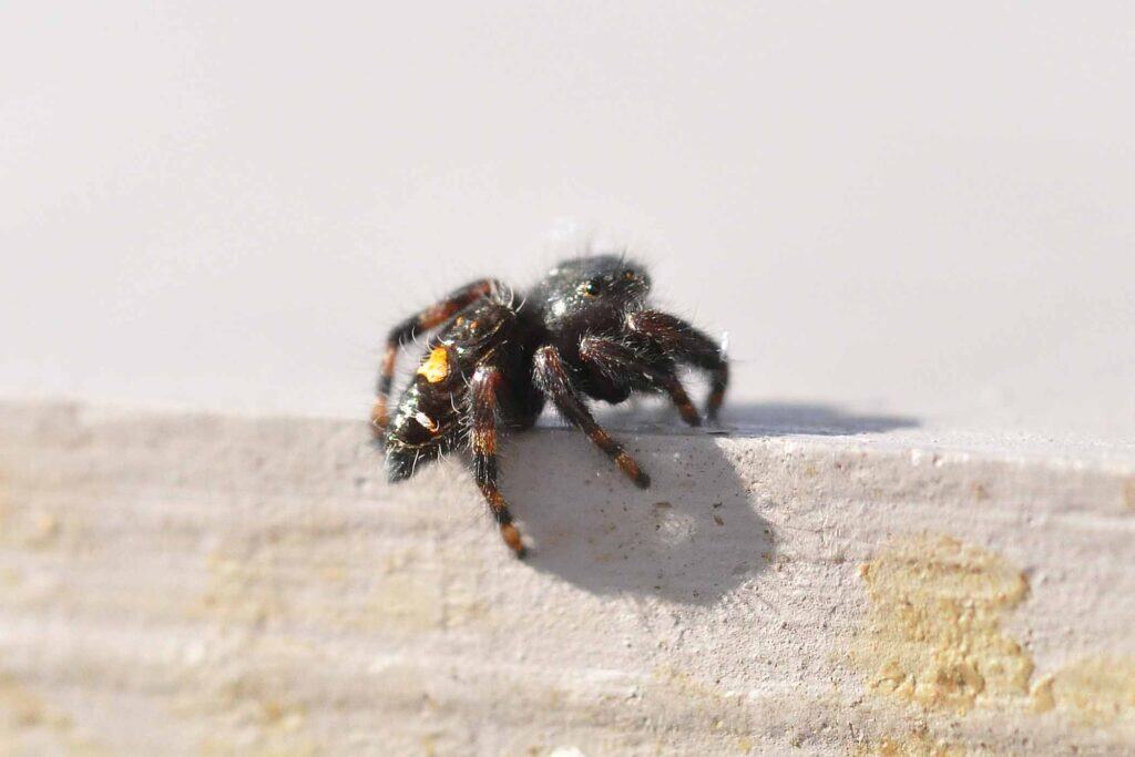 North America'S Common Spiders: Orb Weavers, Brown Recluses, Black Widows, And More 7 Jumping spider in hive