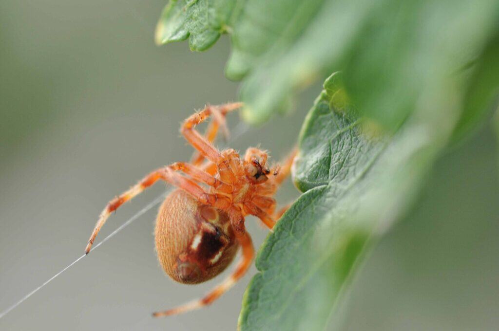 North America'S Common Spiders: Orb Weavers, Brown Recluses, Black Widows, And More 1 Marbled orb weaver